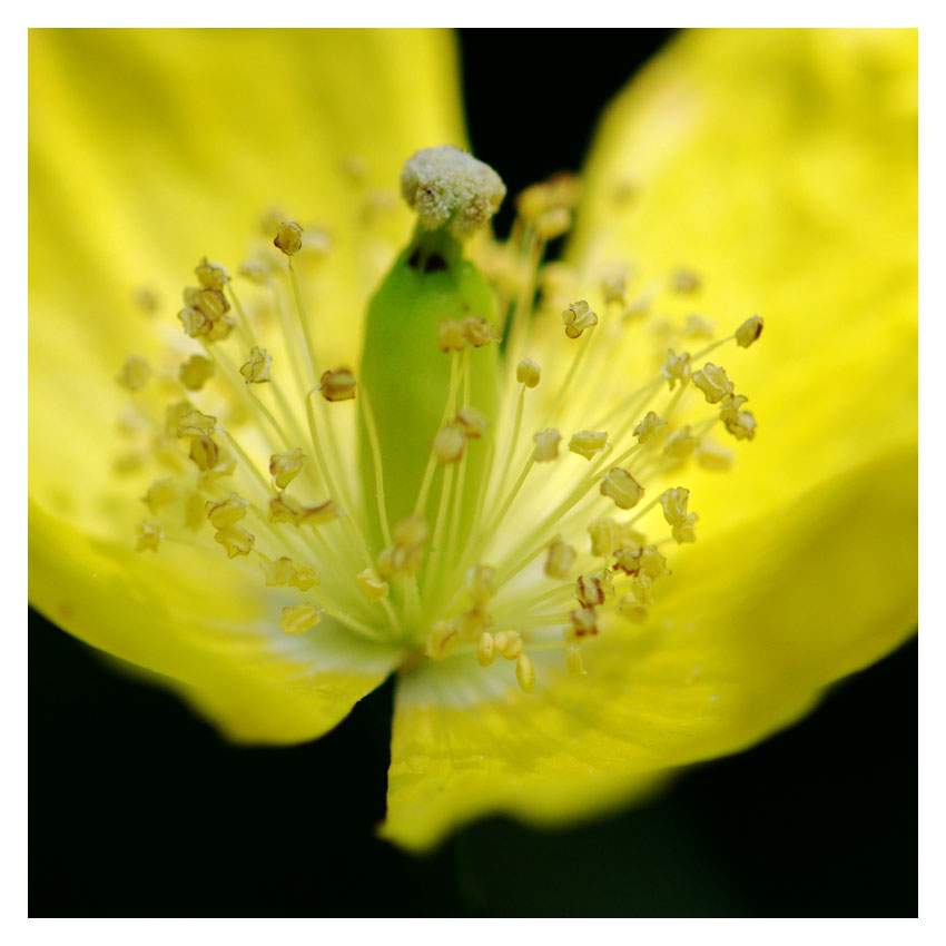 Gelber Hornmohn