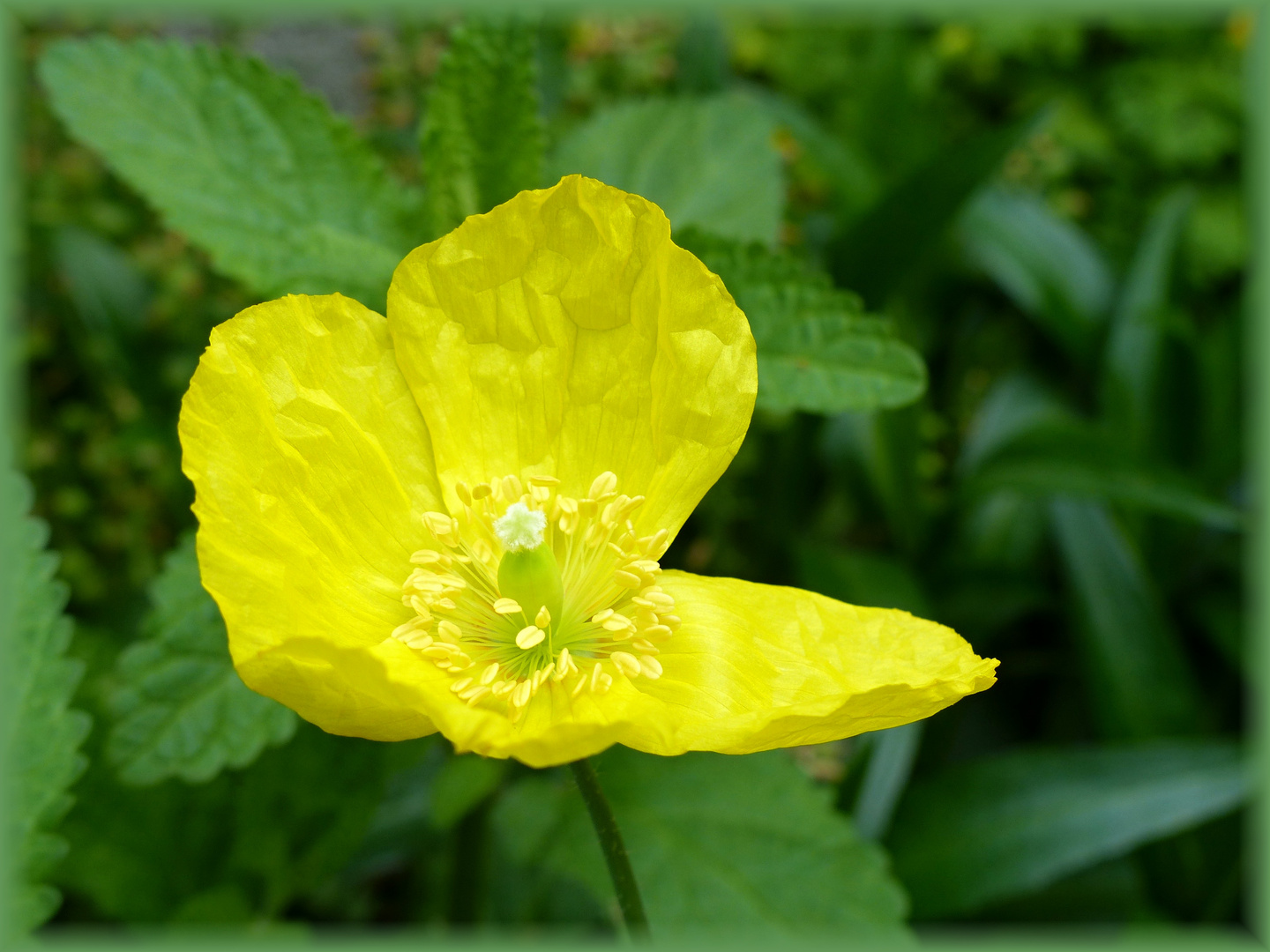 Gelber Hornmohn