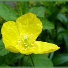 Gelber Hornmohn