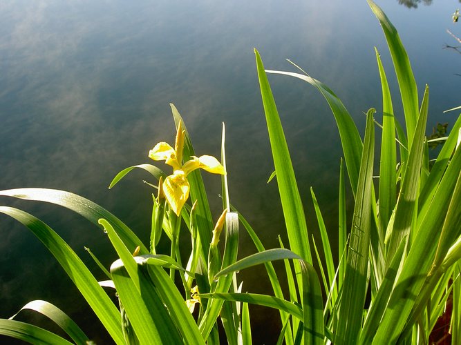 Gelber Iris