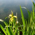 Gelber Iris