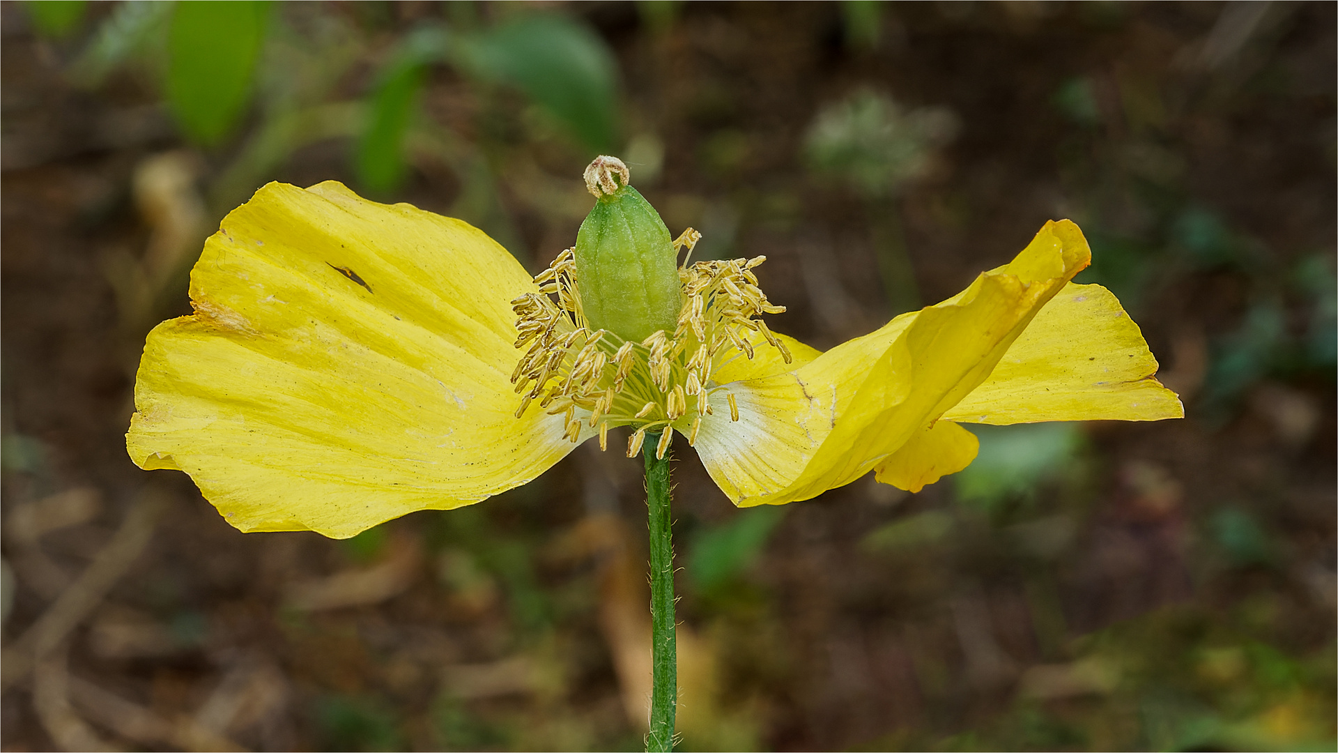 gelber Islandmohn  .....