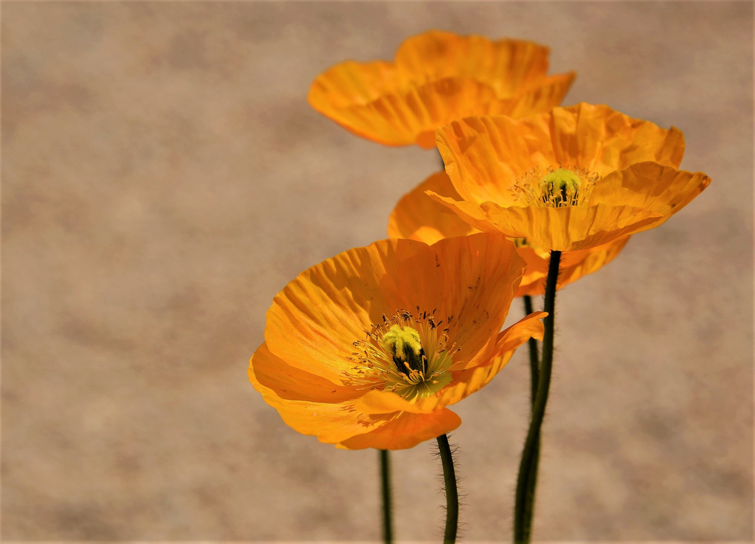  gelber  Islandmohn