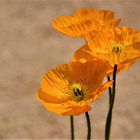  gelber  Islandmohn