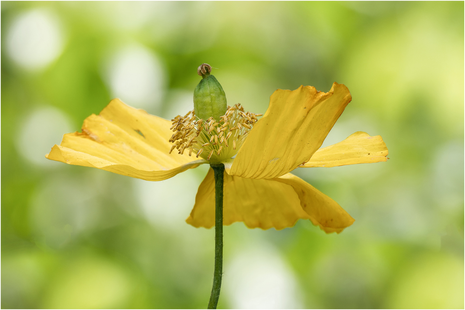 gelber Islandmohn  .....