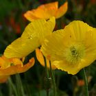 gelber Islandmohn