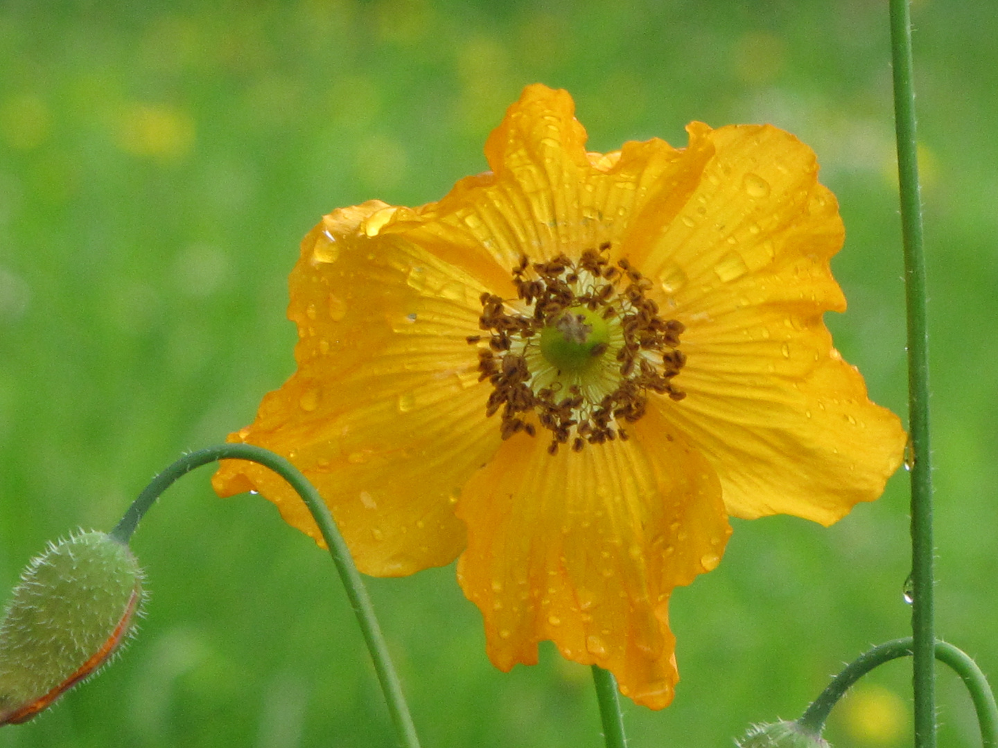 gelber Islandmohn im Regen