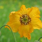 gelber Islandmohn im Regen