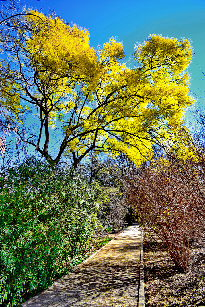 Gelber Jacaranda Mimosifolia