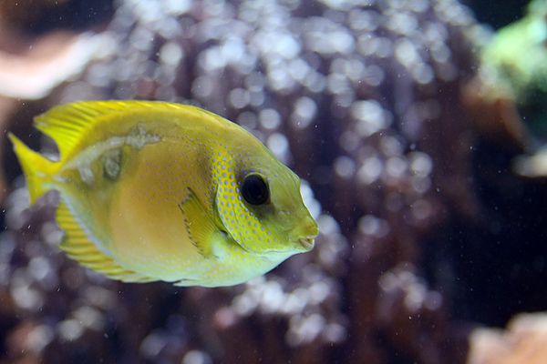 Gelber Kaninchenfisch