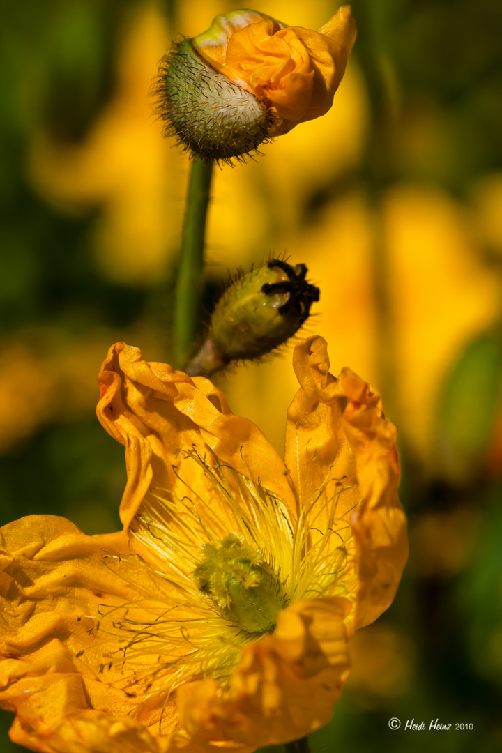 Gelber Klatschmohn