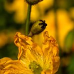 Gelber Klatschmohn