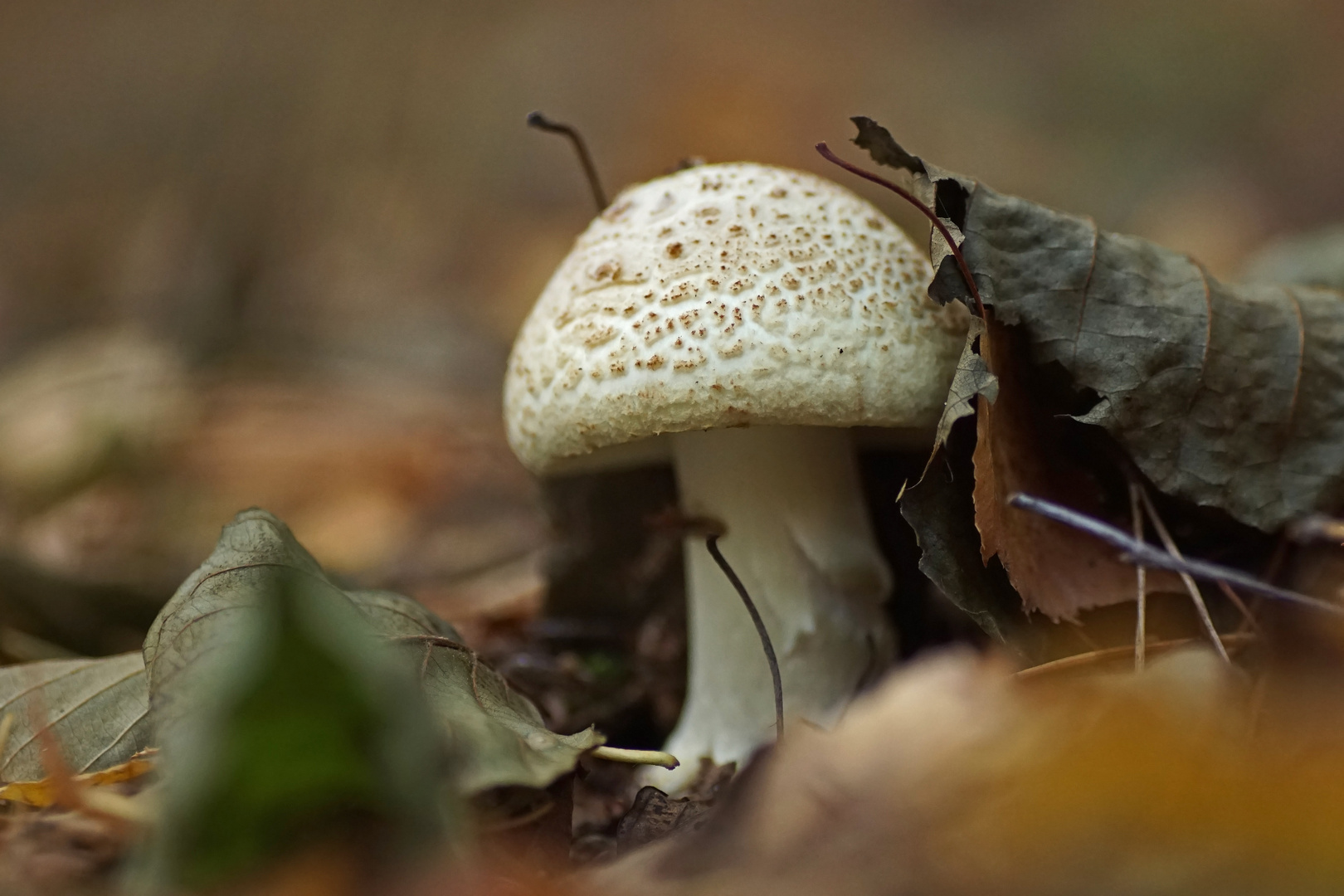 Gelber Knollenblätterpilz