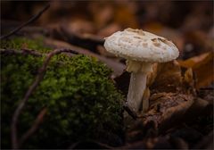 Gelber Knollenblätterpilz