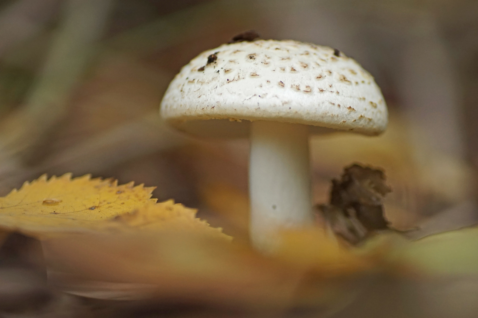 Gelber Knollenblätterpilz