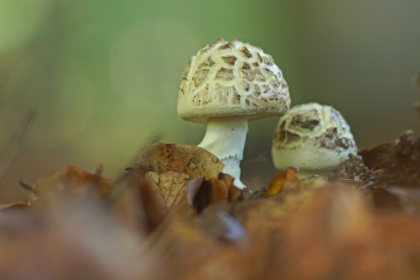 Gelber Knollenblätterpilz