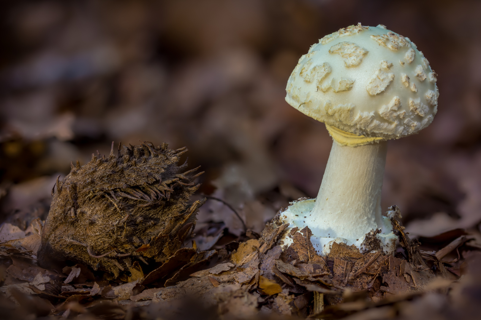 Gelber Knollenblätterpilz