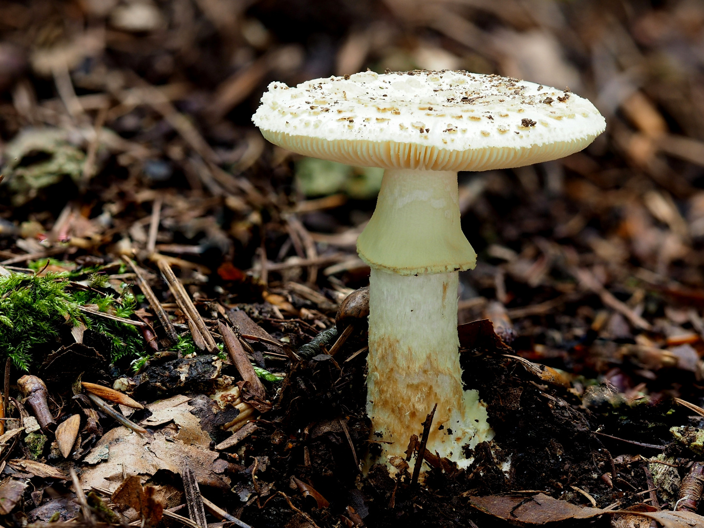 Gelber Knollenblätterpilz (Amanita citrina)