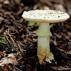 Gelber Knollenblätterpilz (Amanita citrina)