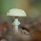 Gelber Knollenblätterpilz (Amanita citrina)