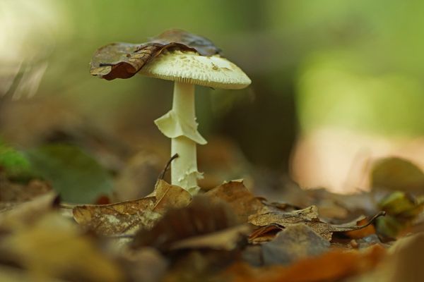 Gelber Knollenblätterpilz (Amanita citrina)