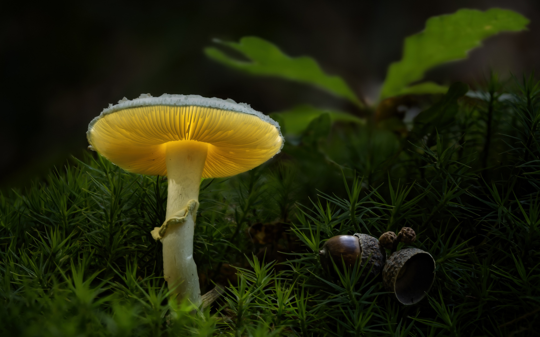 Gelber Knollenblätterpilz (Amanita citrina)