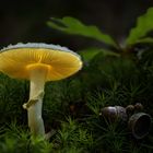 Gelber Knollenblätterpilz (Amanita citrina)