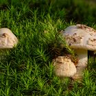 Gelber Knollenblätterpilz - Amanita Citrina