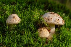 Gelber Knollenblätterpilz - Amanita Citrina