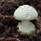 Gelber Knollenblätterpilz, Amanita citrina