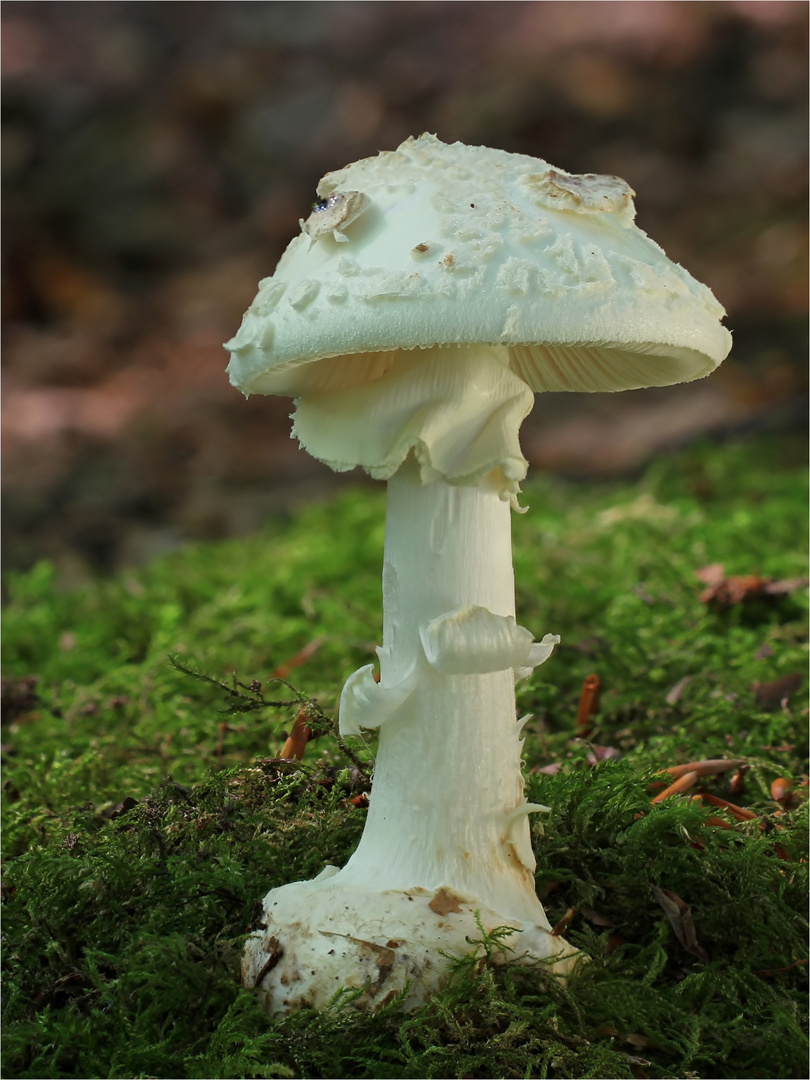 Gelber Knollenblätterpilz (Amanita citrina)