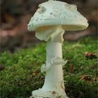 Gelber Knollenblätterpilz (Amanita citrina)