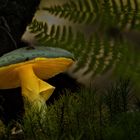 Gelber Knollenblätterpilz (Amanita citrina)