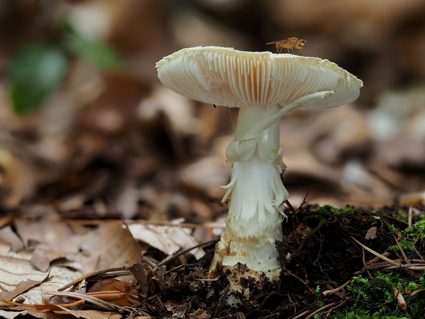 Gelber Knollenblätterpilz (Amanita citrina) mit Pilzfliege