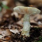 Gelber Knollenblätterpilz (Amanita citrina) mit Pilzfliege