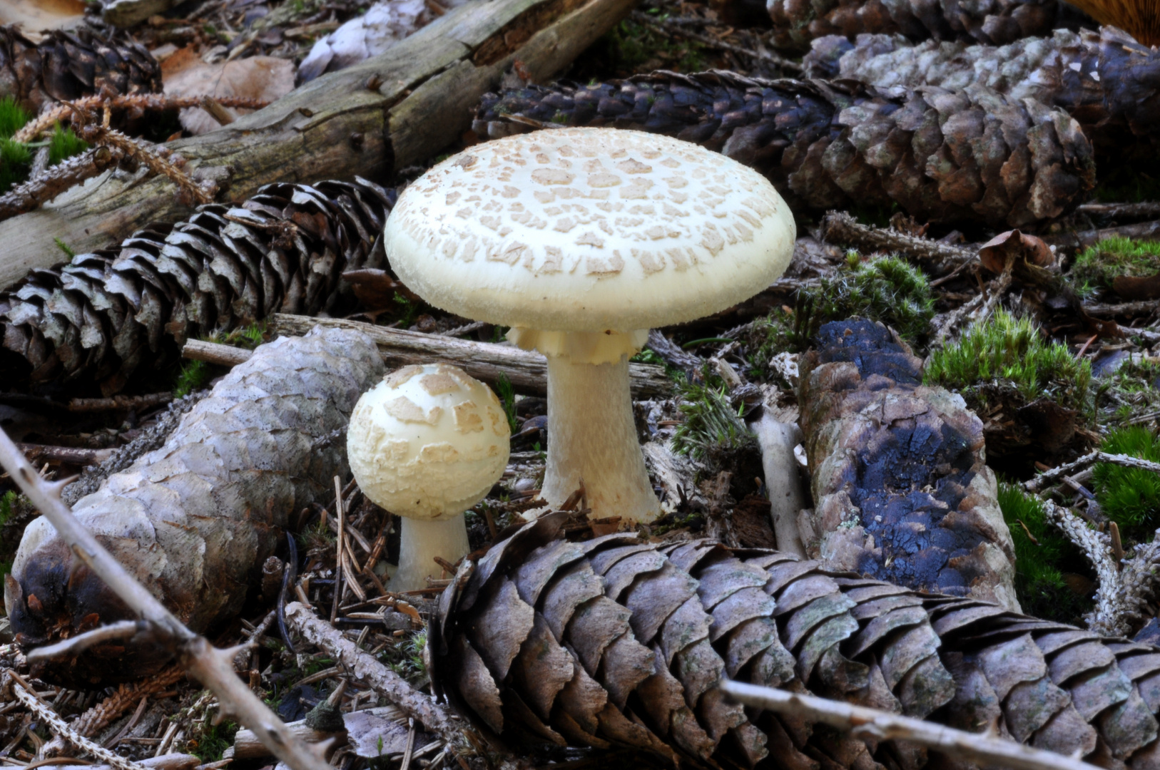 Gelber Knollenblätterpilz (Amanita citrina), weiße Variante