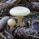 Gelber Knollenblätterpilz (Amanita citrina), weiße Variante