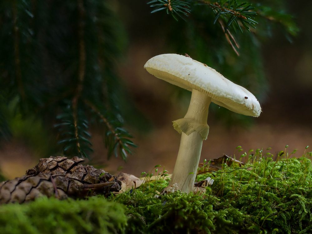 Gelber Knollenblätterpilz