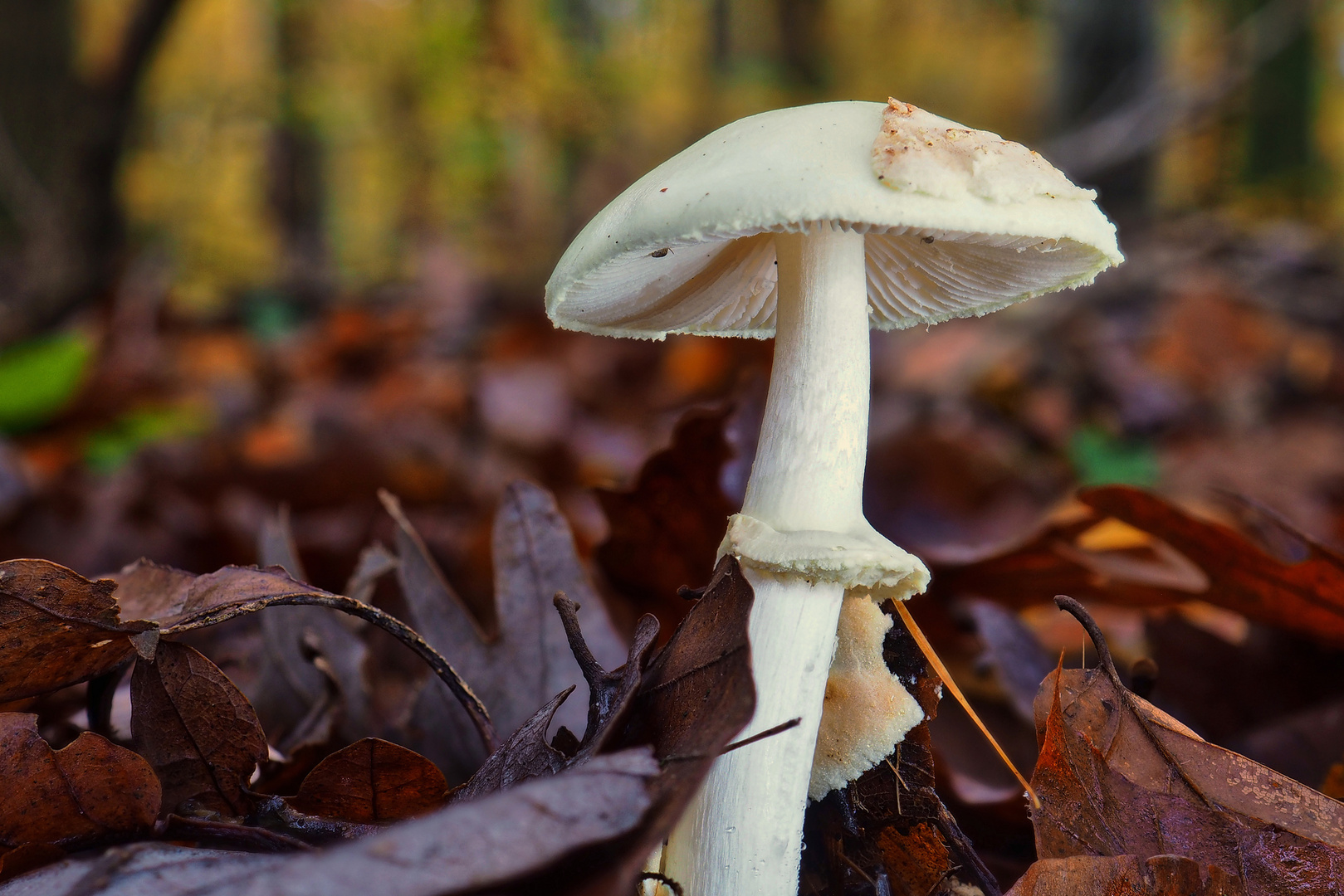 Gelber Knollenblätterpilz