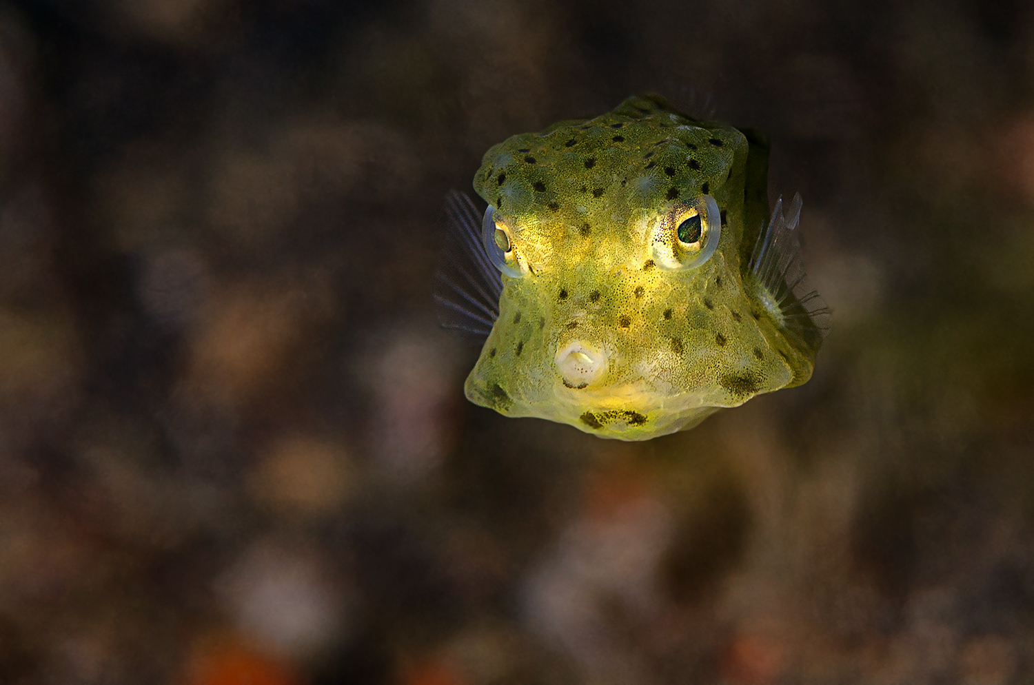 Gelber Kofferfisch - Juvenile (Ostracion Cubicus)