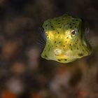 Gelber Kofferfisch - Juvenile (Ostracion Cubicus)