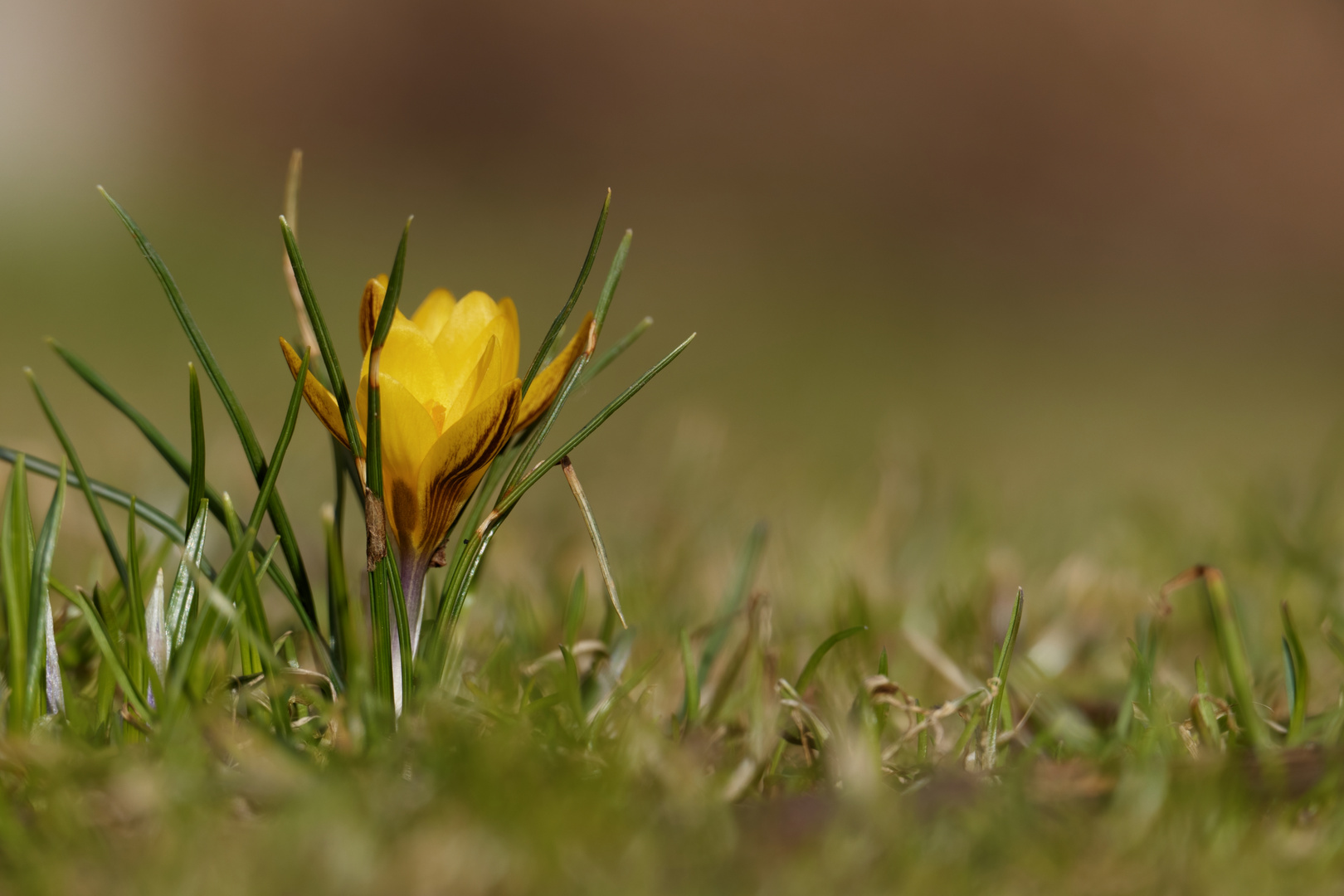 Gelber Krokus