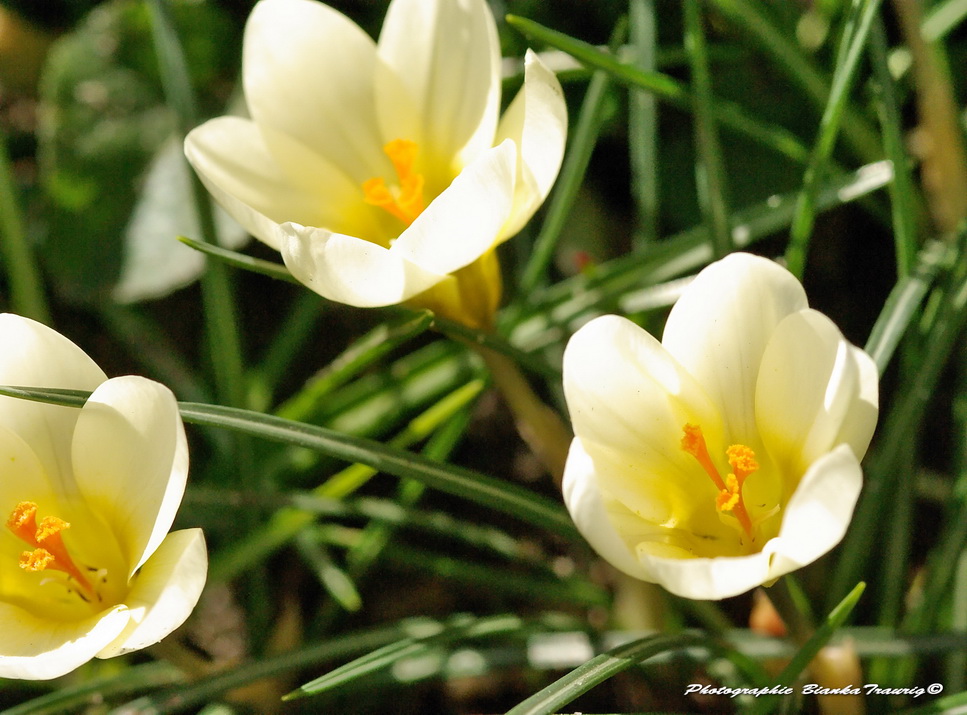 gelber Krokus