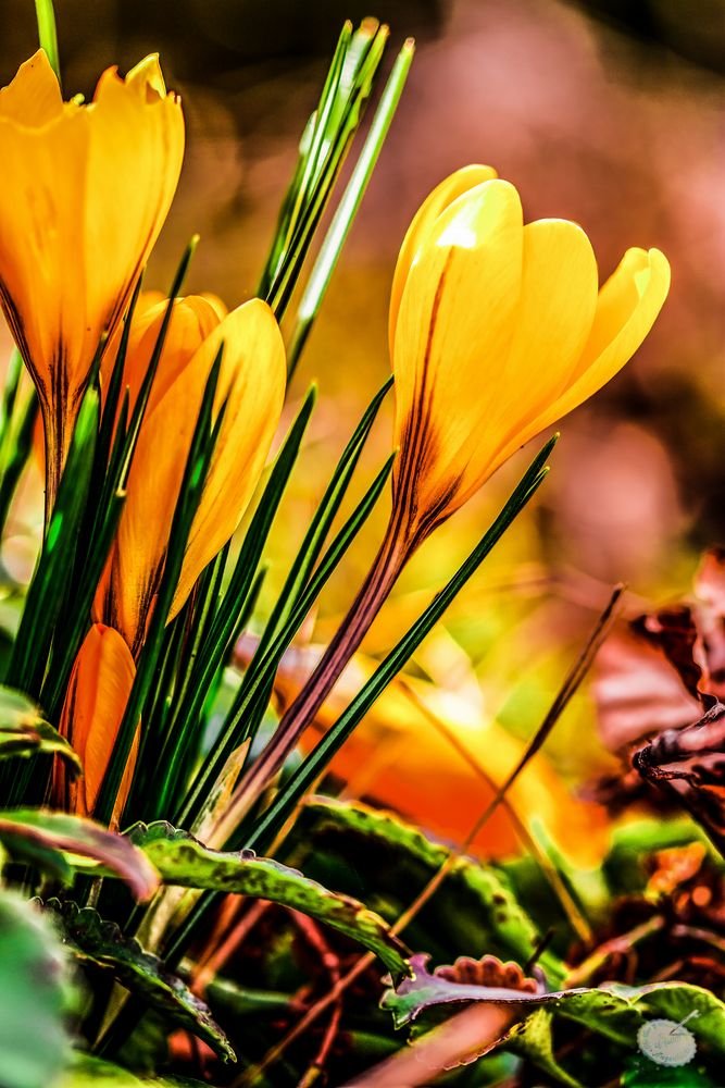 Gelber Krokus - erste Frühlingsboten