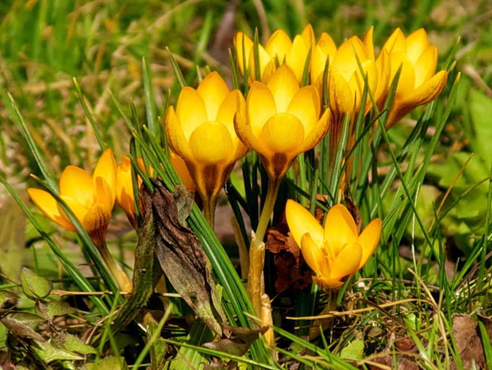 gelber Krokus - Frühlingsbote (2)