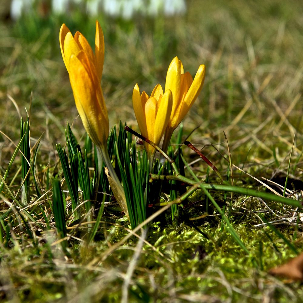 gelber Krokus - Frühlingsbote