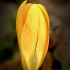 Gelber Krokus im Regen