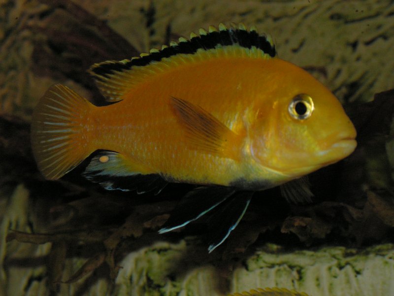 Gelber Labidochromis