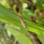 Gelber Langfühler (Nematopogon swammerdamella)