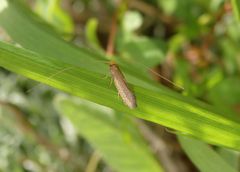 Gelber Langfühler (Nematopogon swammerdamella)